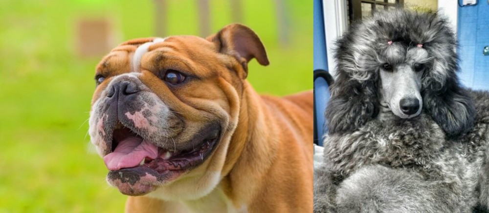 Standard Poodle vs Miniature English Bulldog - Breed Comparison