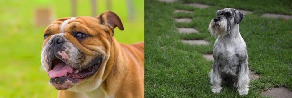 Standard Schnauzer vs Miniature English Bulldog - Breed Comparison