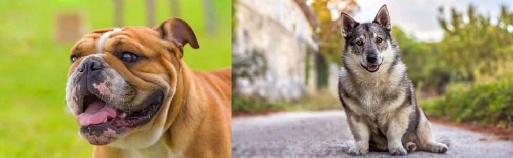 Swedish Vallhund vs Miniature English Bulldog - Breed Comparison