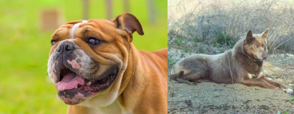Tahltan Bear Dog vs Miniature English Bulldog - Breed Comparison