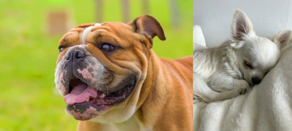 Tea Cup Chihuahua vs Miniature English Bulldog - Breed Comparison