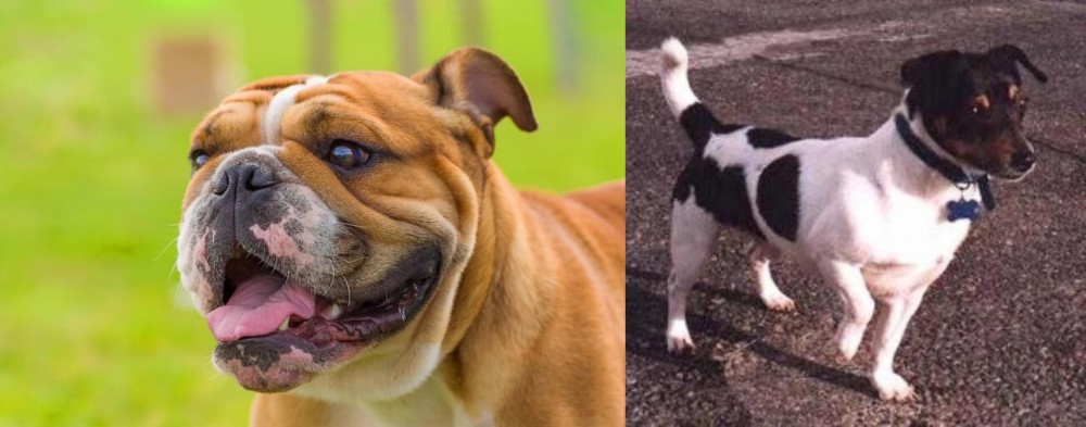 Teddy Roosevelt Terrier vs Miniature English Bulldog - Breed Comparison