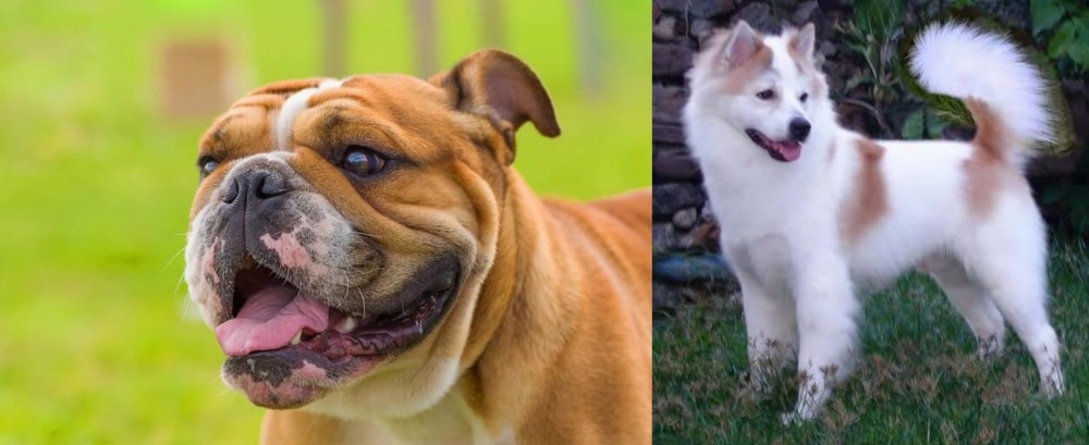 Thai Bangkaew vs Miniature English Bulldog - Breed Comparison