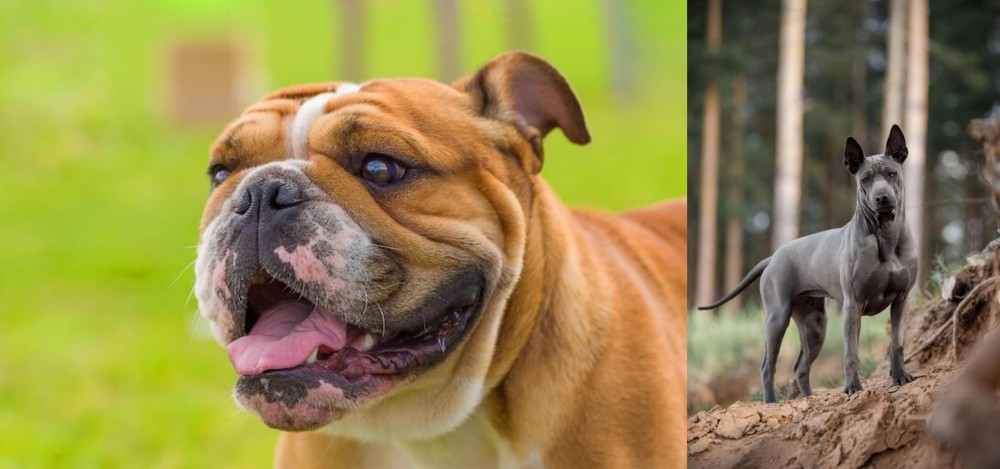Thai Ridgeback vs Miniature English Bulldog - Breed Comparison