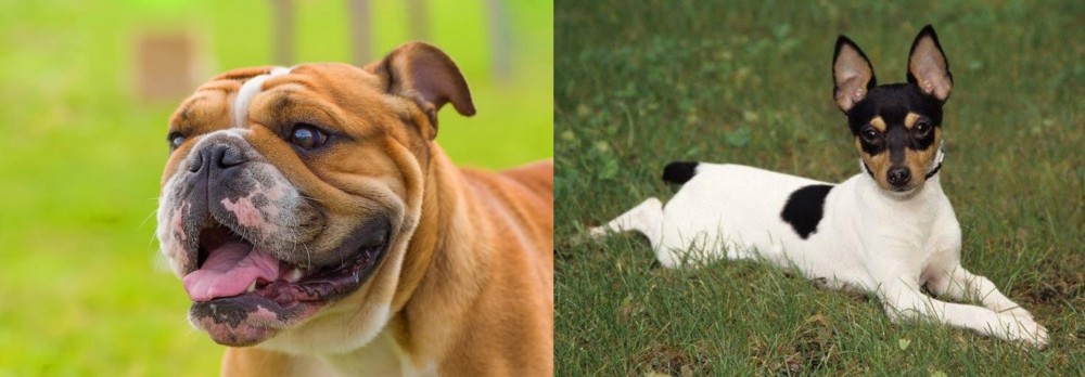 Toy Fox Terrier vs Miniature English Bulldog - Breed Comparison
