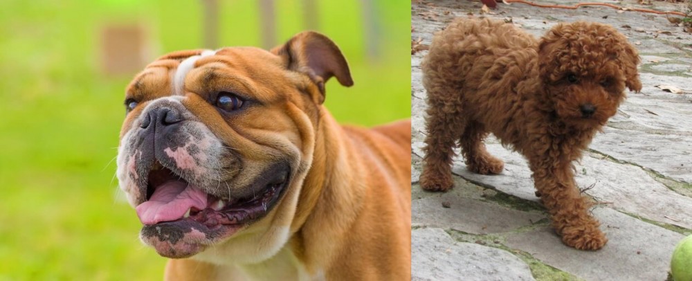Toy Poodle vs Miniature English Bulldog - Breed Comparison