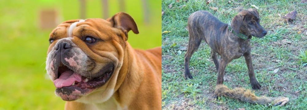 Treeing Cur vs Miniature English Bulldog - Breed Comparison