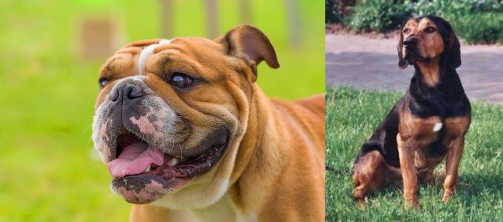 Tyrolean Hound vs Miniature English Bulldog - Breed Comparison