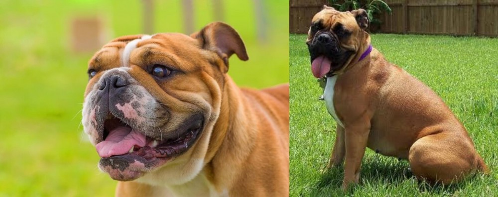 Valley Bulldog vs Miniature English Bulldog - Breed Comparison