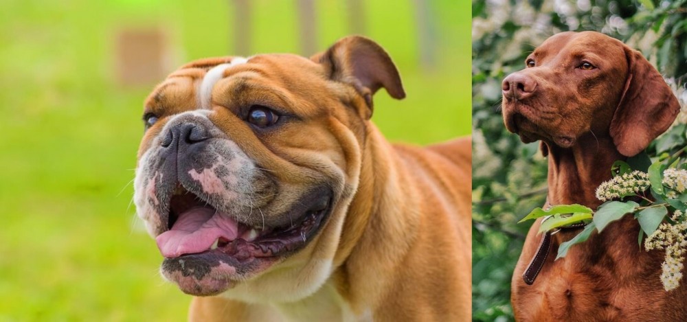 Vizsla vs Miniature English Bulldog - Breed Comparison