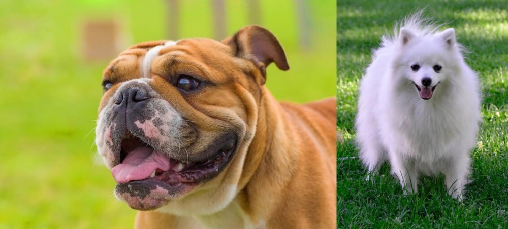 Volpino Italiano vs Miniature English Bulldog - Breed Comparison