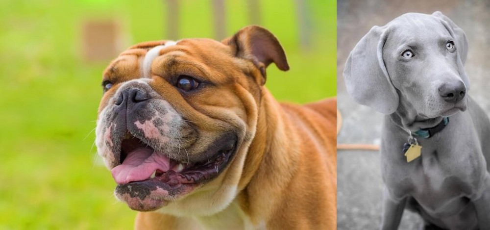 Weimaraner vs Miniature English Bulldog - Breed Comparison