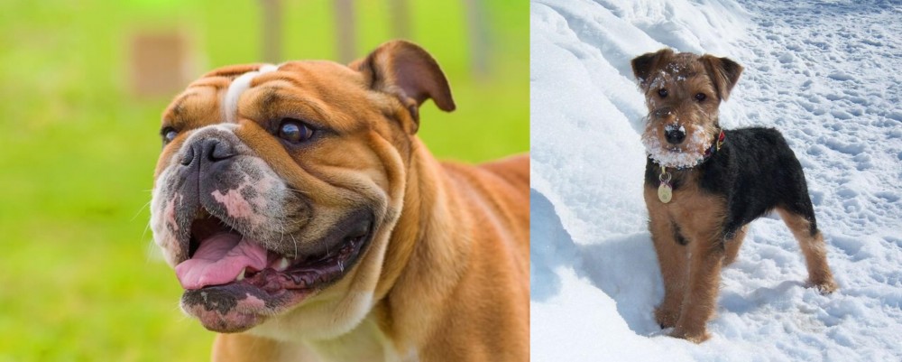 Welsh Terrier vs Miniature English Bulldog - Breed Comparison