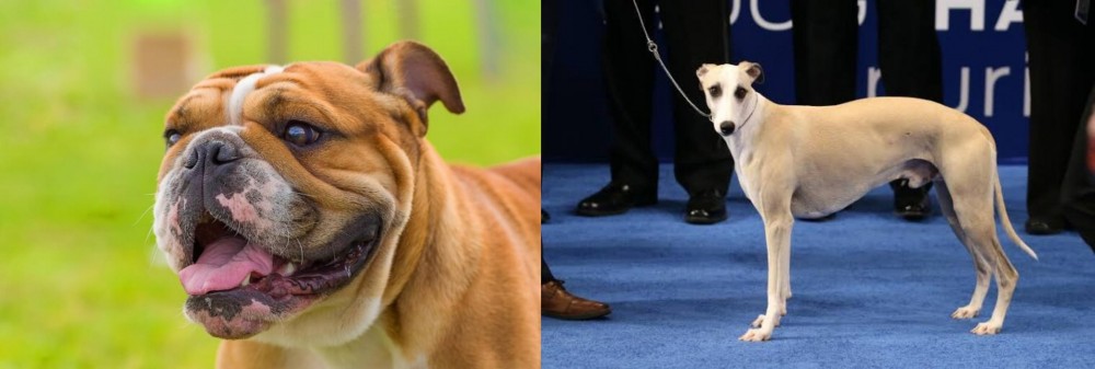 Whippet vs Miniature English Bulldog - Breed Comparison
