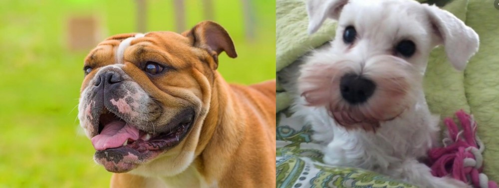 White Schnauzer vs Miniature English Bulldog - Breed Comparison