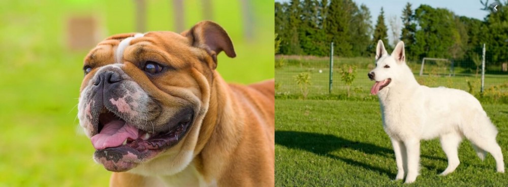 White Shepherd vs Miniature English Bulldog - Breed Comparison