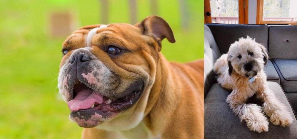 Whoodles vs Miniature English Bulldog - Breed Comparison