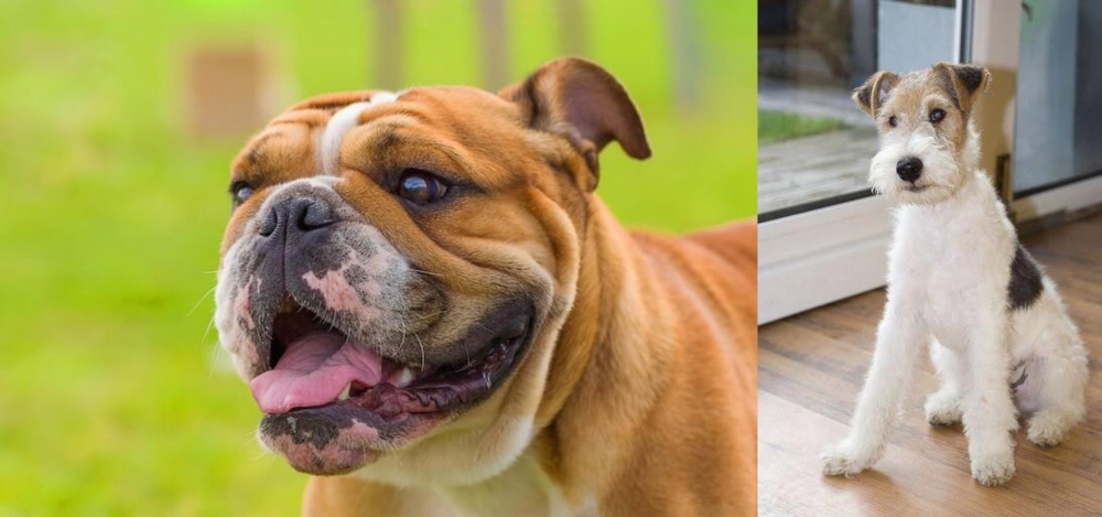 Wire Fox Terrier vs Miniature English Bulldog - Breed Comparison