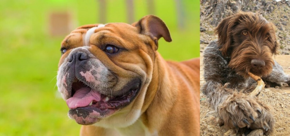 Wirehaired Pointing Griffon vs Miniature English Bulldog - Breed Comparison