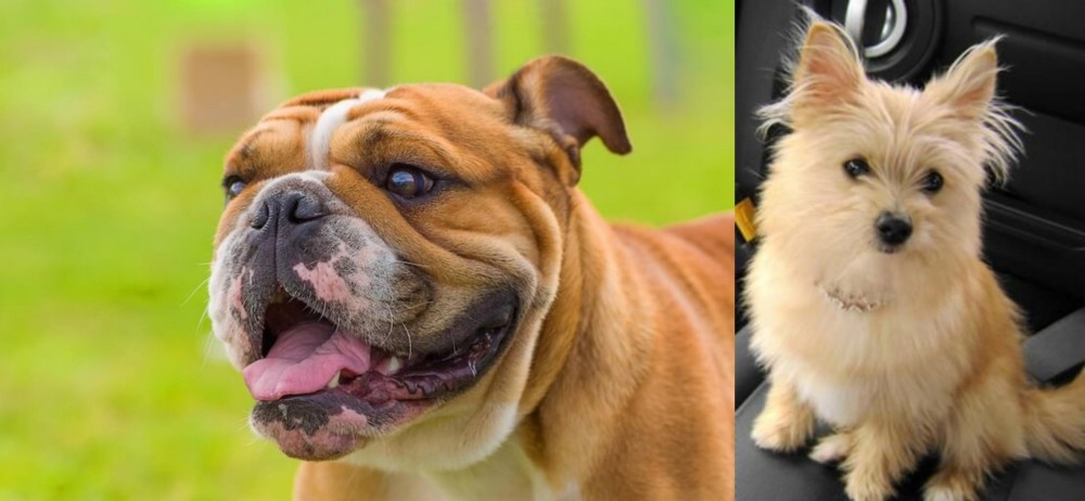 Yoranian vs Miniature English Bulldog - Breed Comparison