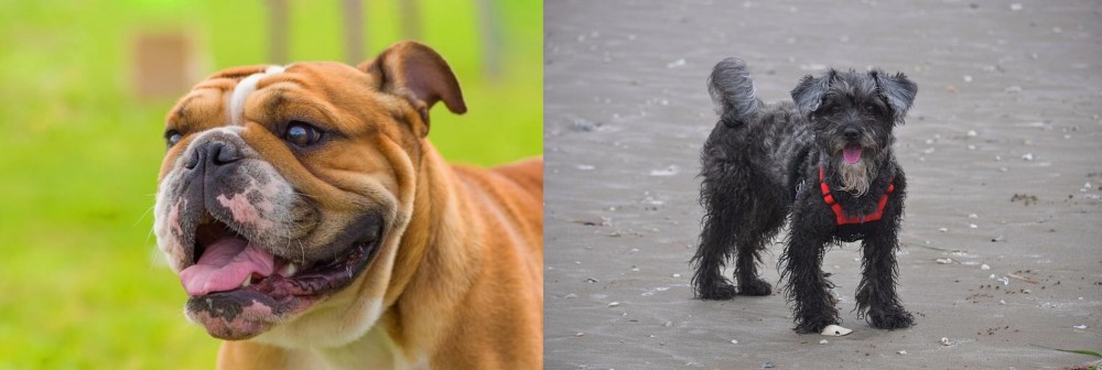 YorkiePoo vs Miniature English Bulldog - Breed Comparison