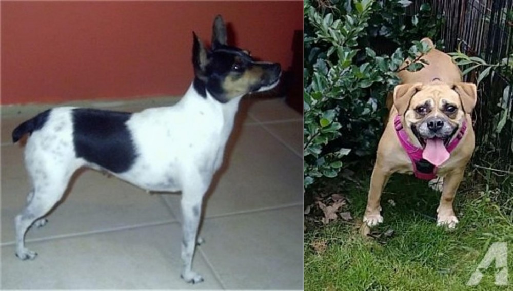 Beabull vs Miniature Fox Terrier - Breed Comparison