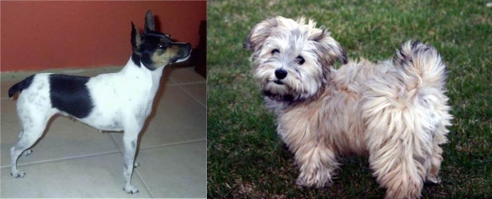 Havapoo vs Miniature Fox Terrier - Breed Comparison