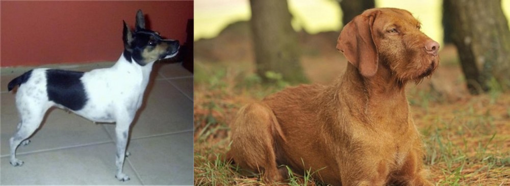 Hungarian Wirehaired Vizsla vs Miniature Fox Terrier - Breed Comparison