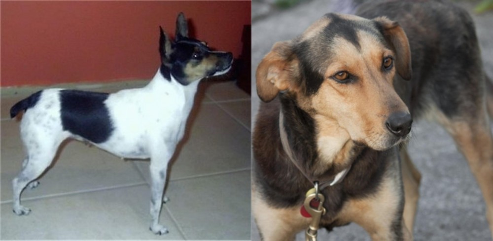 Huntaway vs Miniature Fox Terrier - Breed Comparison