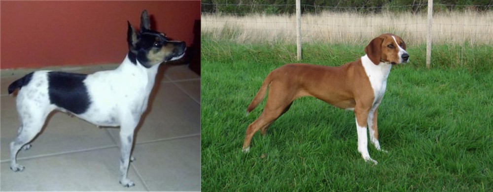 Hygenhund vs Miniature Fox Terrier - Breed Comparison