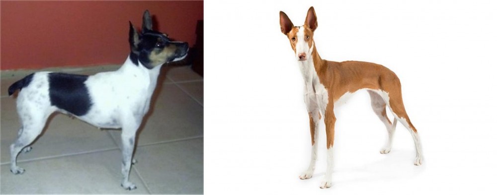 Ibizan Hound vs Miniature Fox Terrier - Breed Comparison