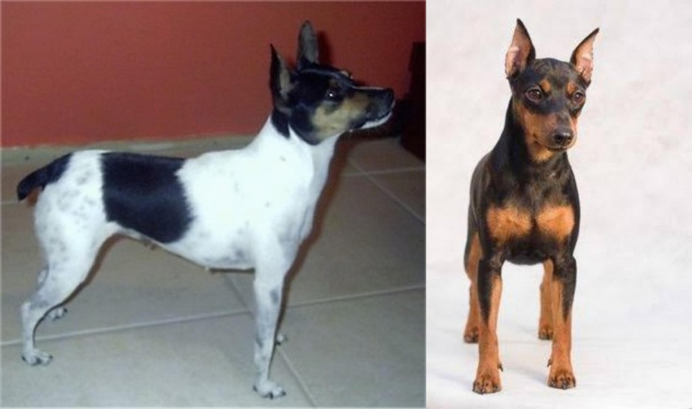 Miniature Pinscher vs Miniature Fox Terrier - Breed Comparison