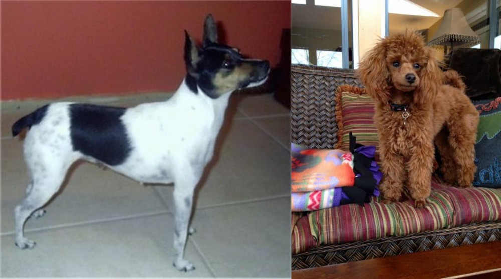Miniature Poodle vs Miniature Fox Terrier - Breed Comparison