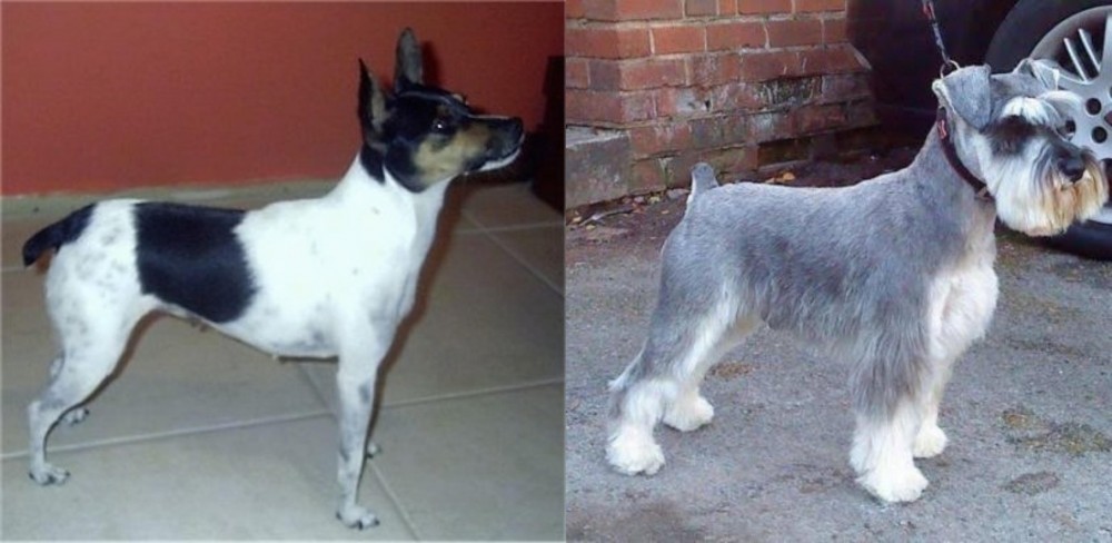 Miniature Schnauzer vs Miniature Fox Terrier - Breed Comparison