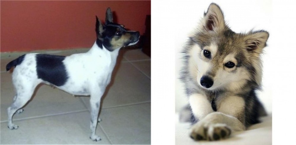 Miniature Siberian Husky vs Miniature Fox Terrier - Breed Comparison