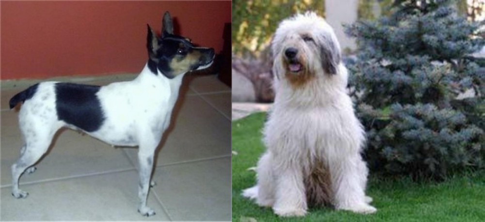 Mioritic Sheepdog vs Miniature Fox Terrier - Breed Comparison