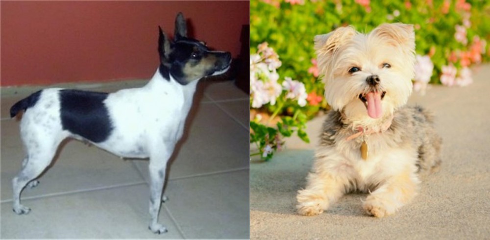 Morkie vs Miniature Fox Terrier - Breed Comparison