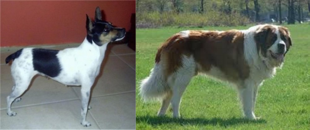 Moscow Watchdog vs Miniature Fox Terrier - Breed Comparison