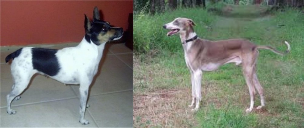 Mudhol Hound vs Miniature Fox Terrier - Breed Comparison