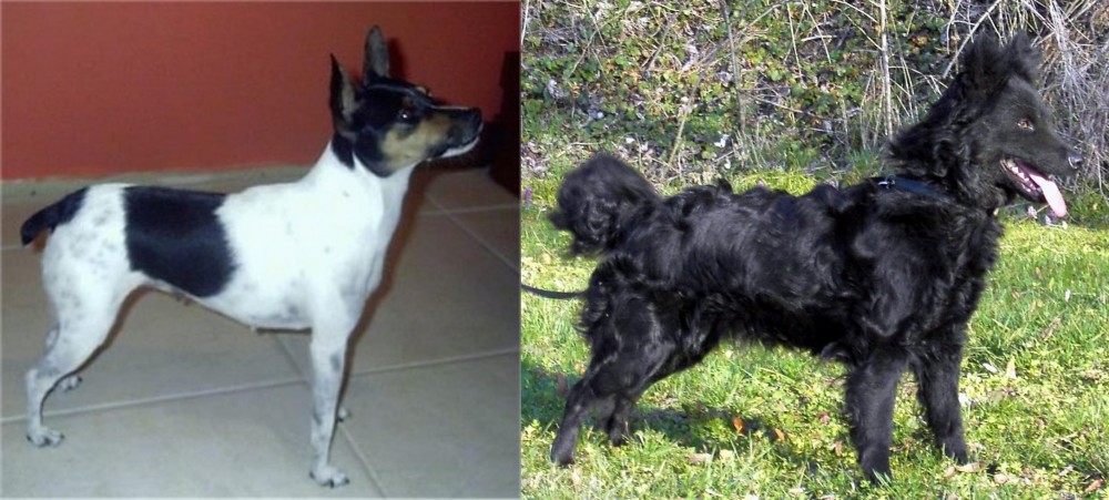 Mudi vs Miniature Fox Terrier - Breed Comparison