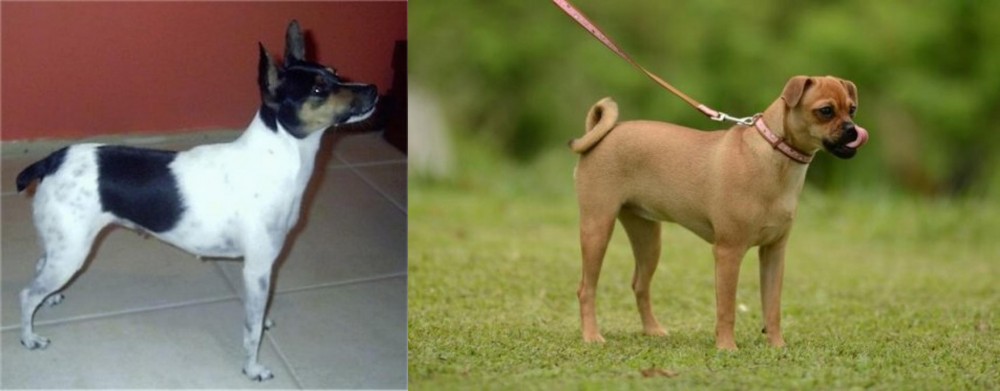 Muggin vs Miniature Fox Terrier - Breed Comparison