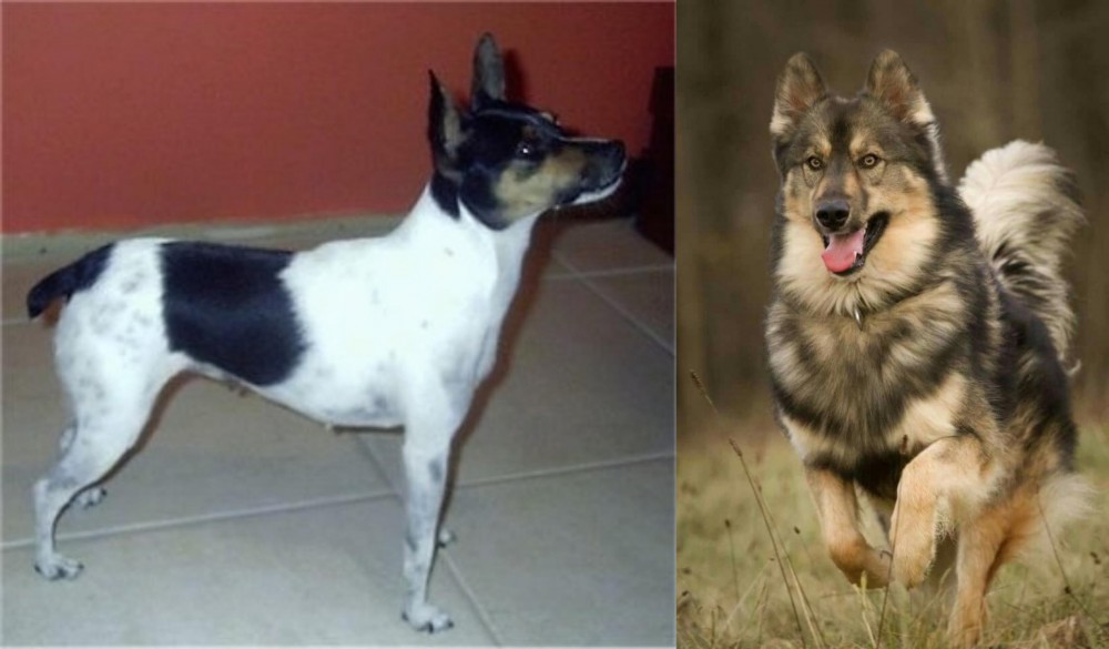 Native American Indian Dog vs Miniature Fox Terrier - Breed Comparison
