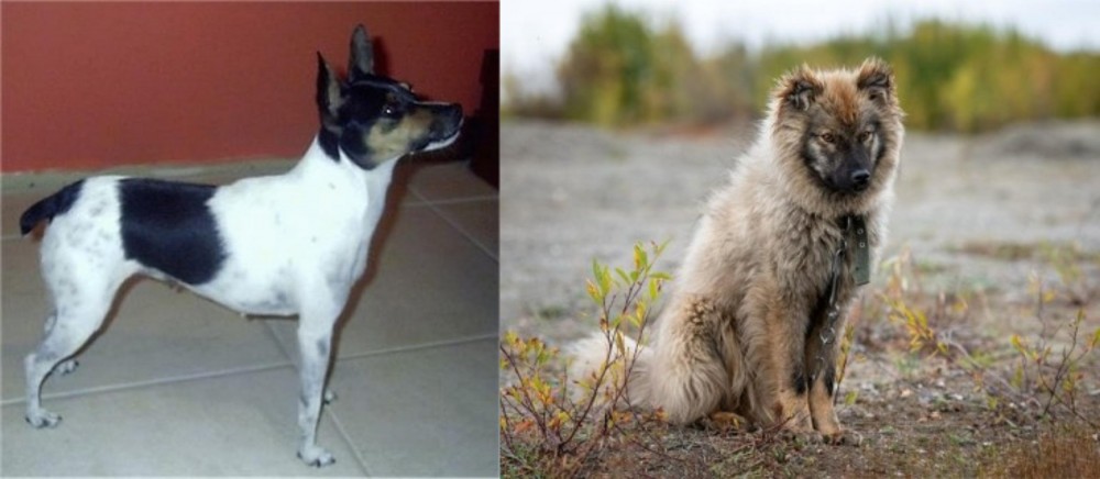 Nenets Herding Laika vs Miniature Fox Terrier - Breed Comparison