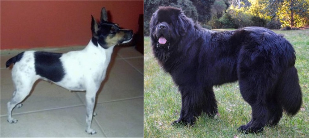 Newfoundland Dog vs Miniature Fox Terrier - Breed Comparison