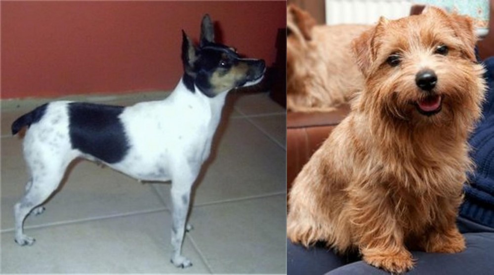 Norfolk Terrier vs Miniature Fox Terrier - Breed Comparison