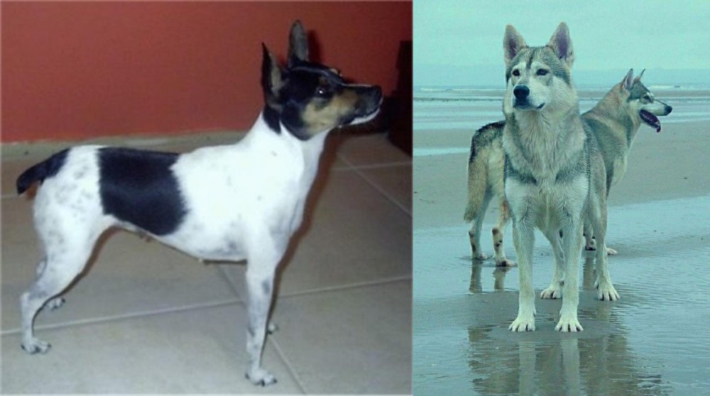 Northern Inuit Dog vs Miniature Fox Terrier - Breed Comparison