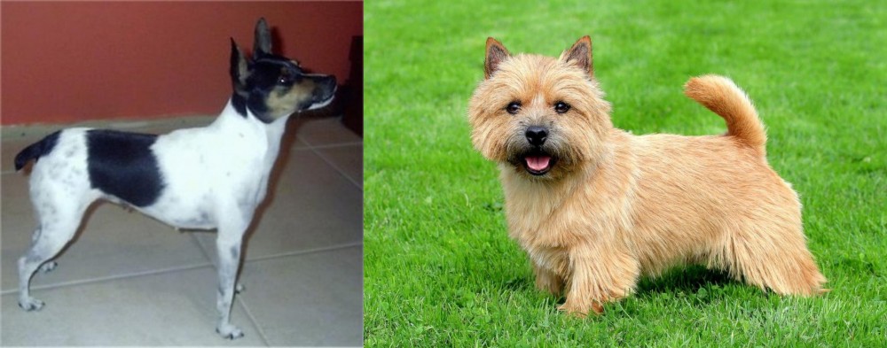 Norwich Terrier vs Miniature Fox Terrier - Breed Comparison