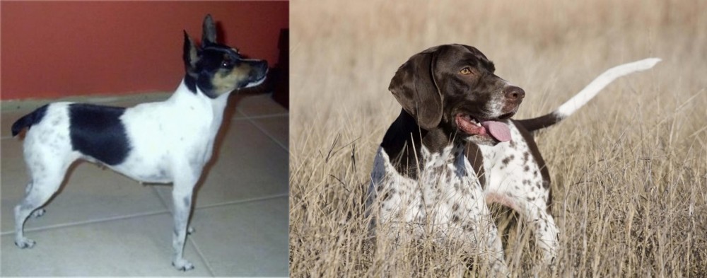 Old Danish Pointer vs Miniature Fox Terrier - Breed Comparison