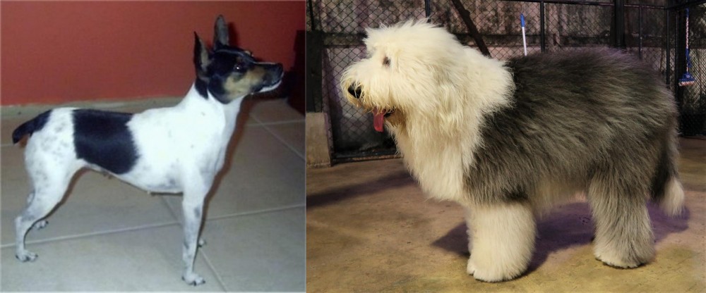 Old English Sheepdog vs Miniature Fox Terrier - Breed Comparison