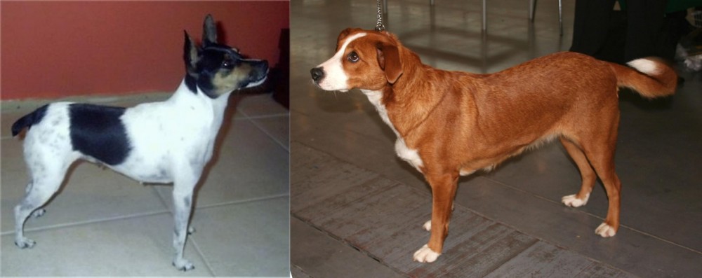 Osterreichischer Kurzhaariger Pinscher vs Miniature Fox Terrier - Breed Comparison